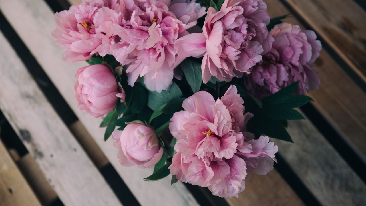 peonies_flowers_bouquet_pink_114450_1280x720.jpg