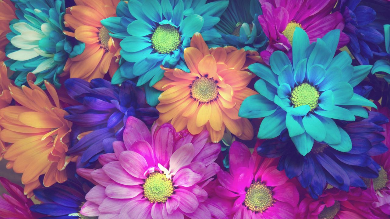 flowers_colorful_petals_97676_1280x720.jpg
