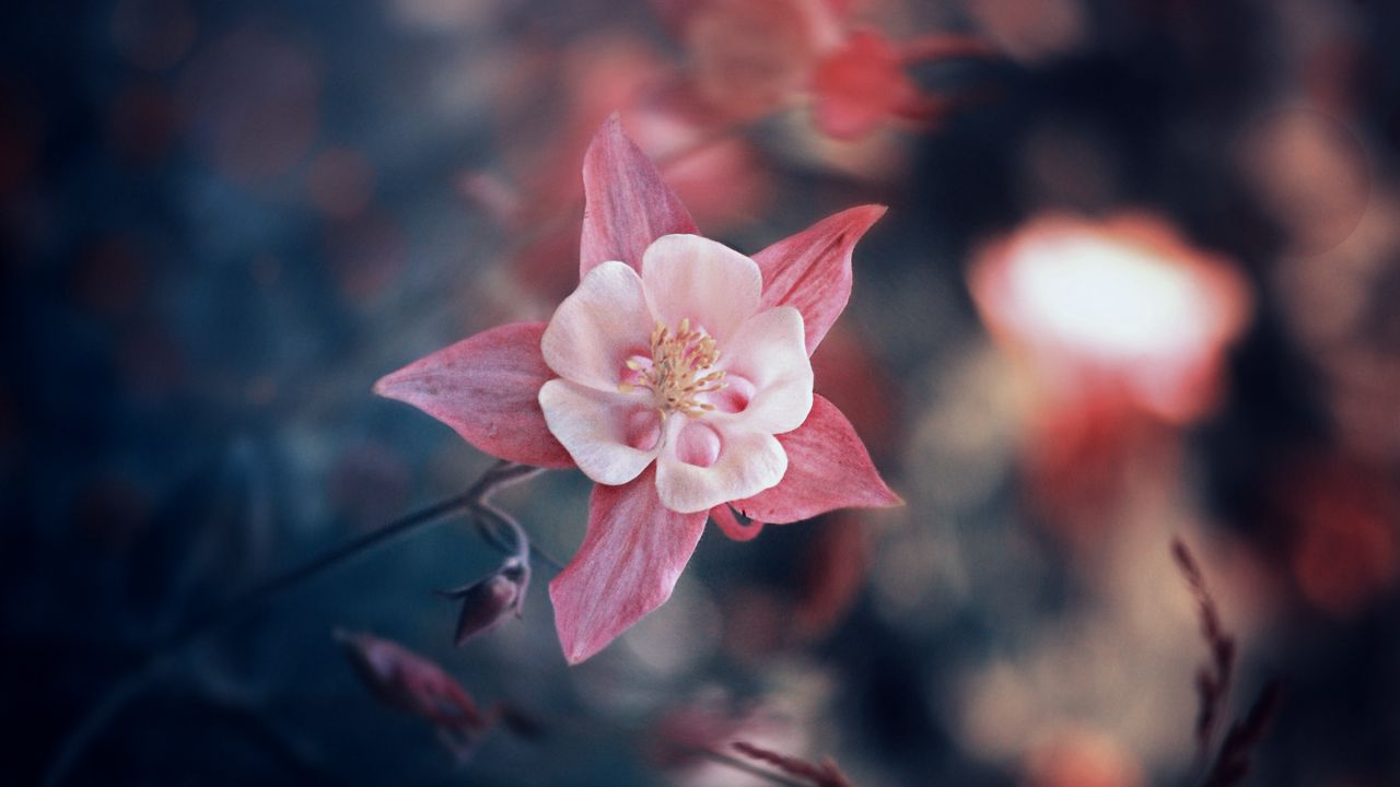 flower_pink_bloom_128983_1280x720.jpg