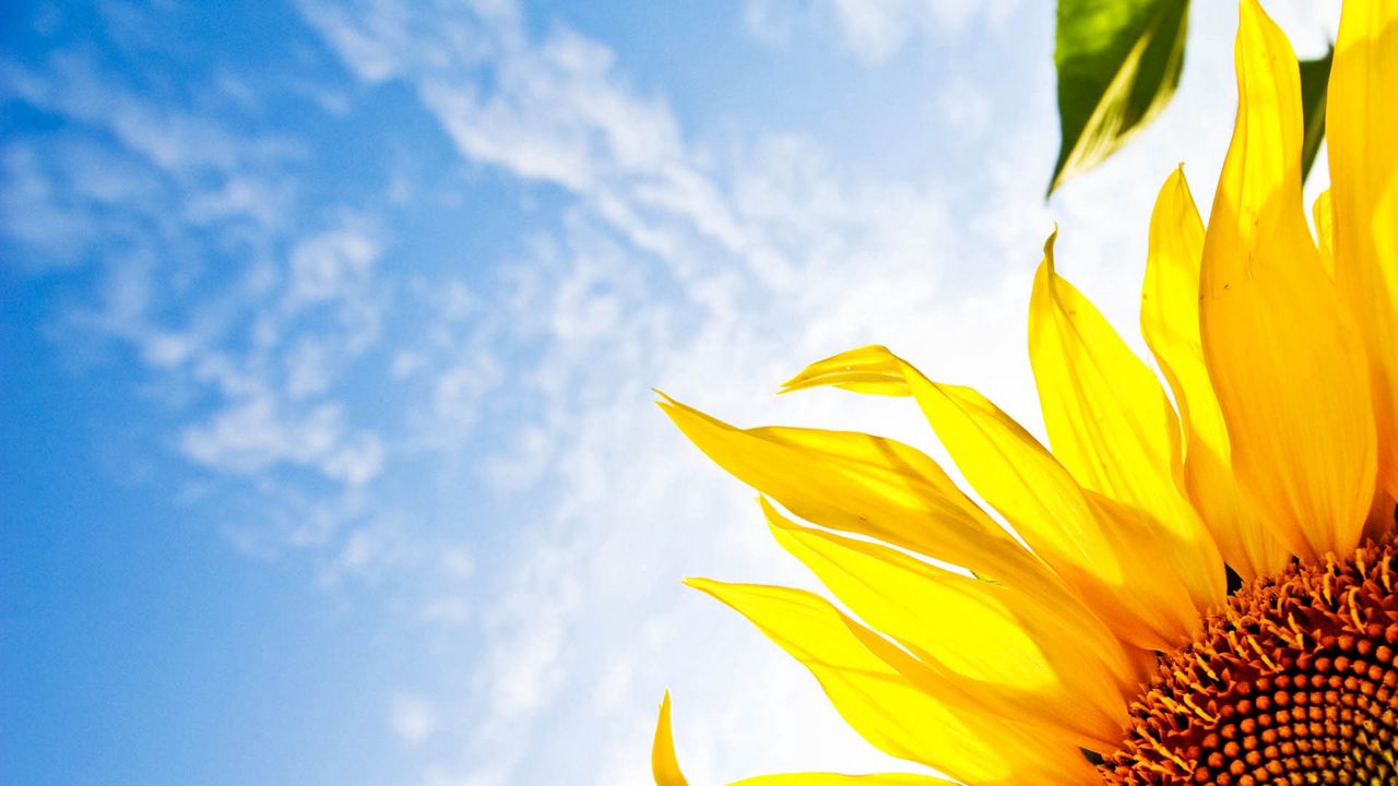 flower_sunflower_sky_88941_1280x720.jpg
