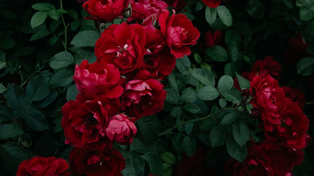 roses_bush_garden_129053_1280x720.jpg