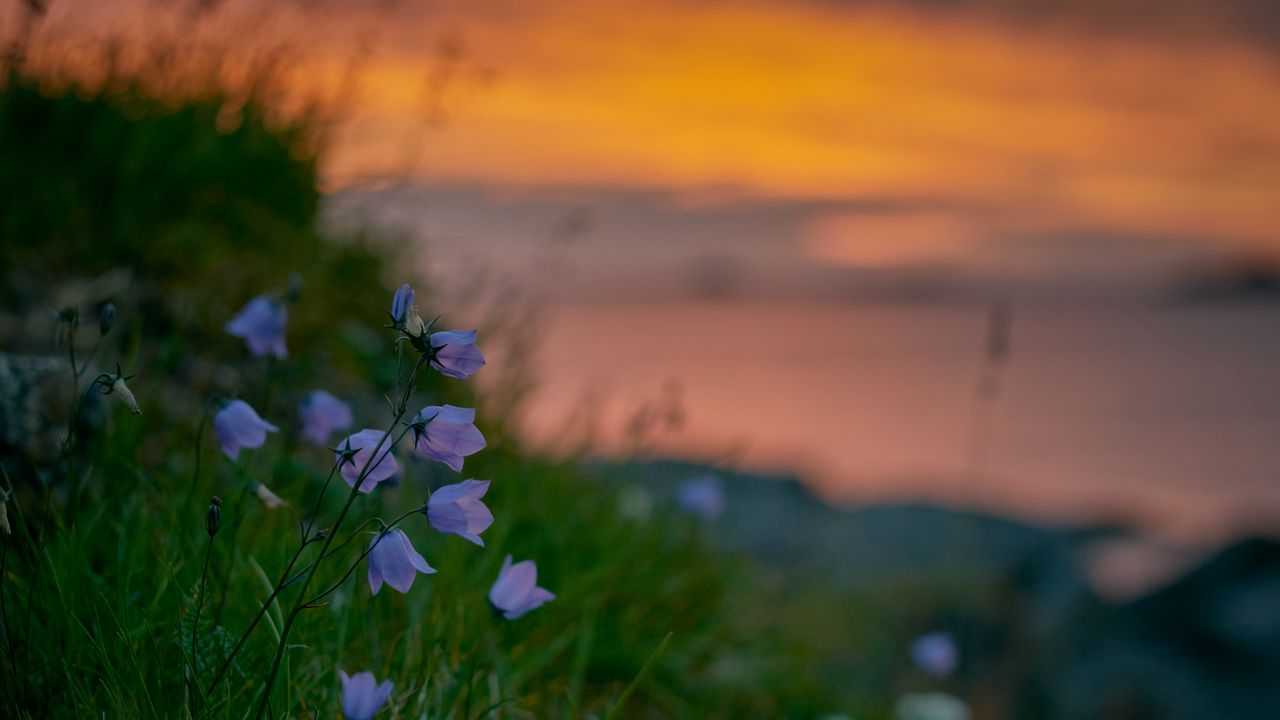bluebells_wildflowers_summer_124835_1280x720.jpg
