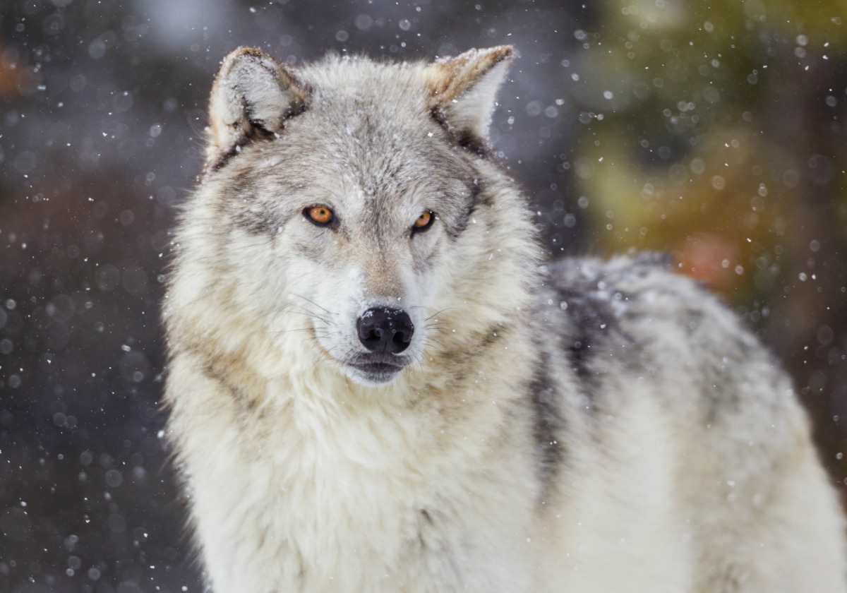 gray-wolf-endangered-thumb-l.jpg