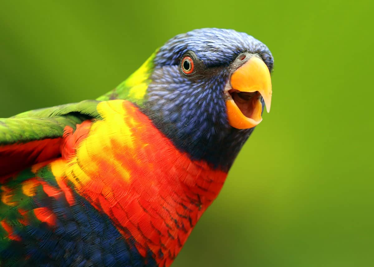most-colorful-birds-on-the-planet.jpg