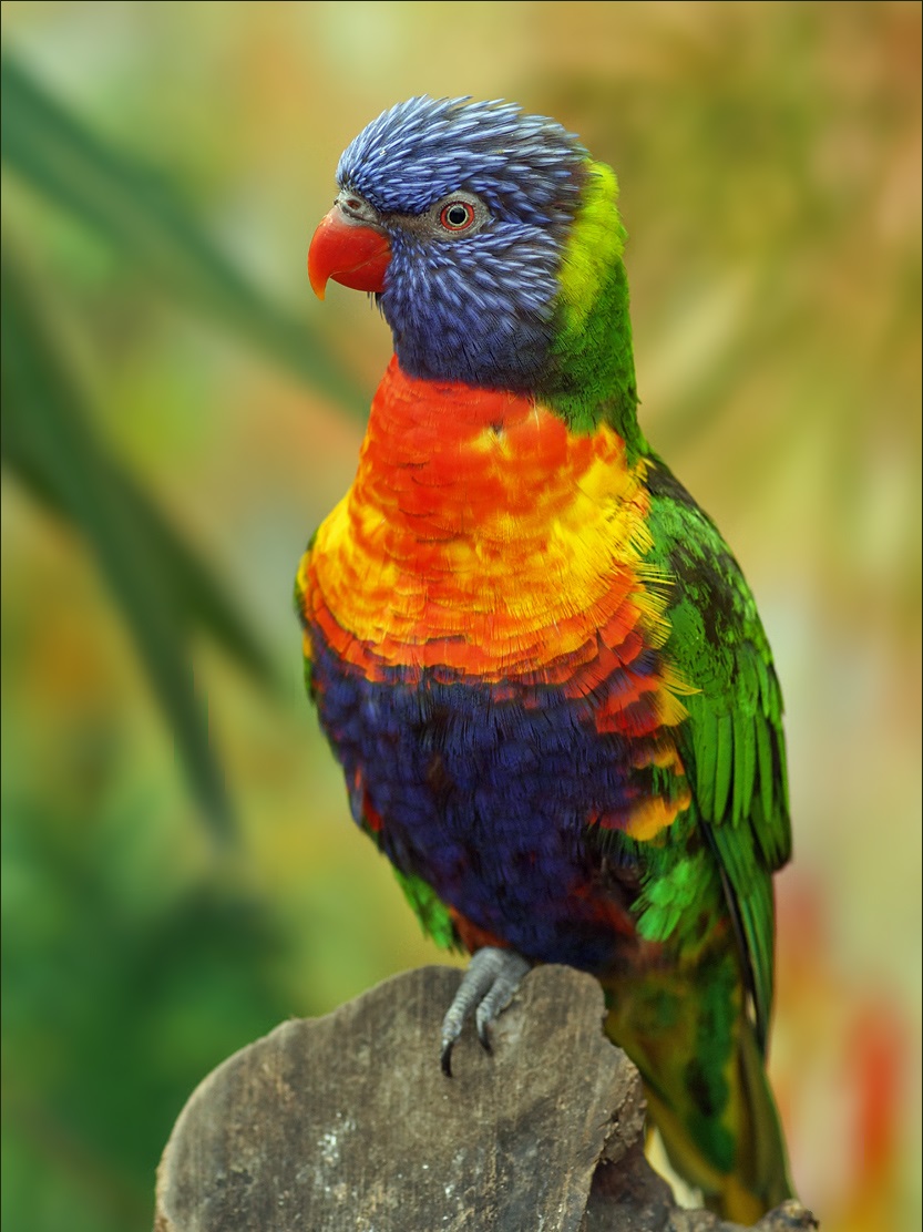 Rainbow-lorikeet-6.jpg