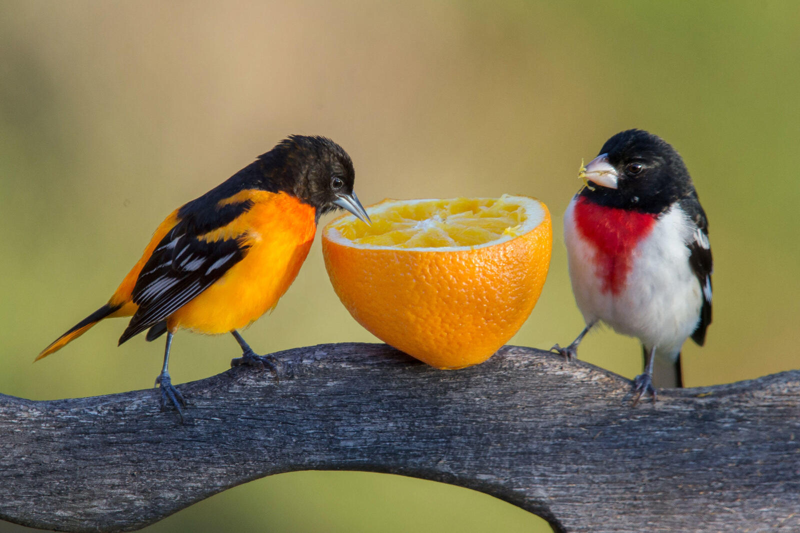 ombaltimoreoriole-and-a-male-red-breasted-grosbeak.jpg
