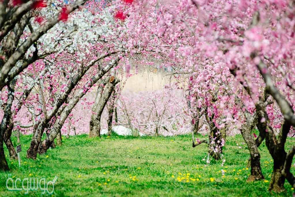 peach-blossoms-3_20150404.jpg
