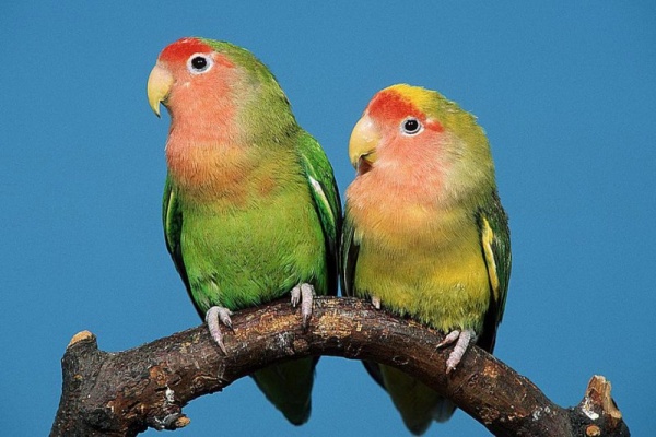 lovebirds-facts_2002_4_1516243828.jpg