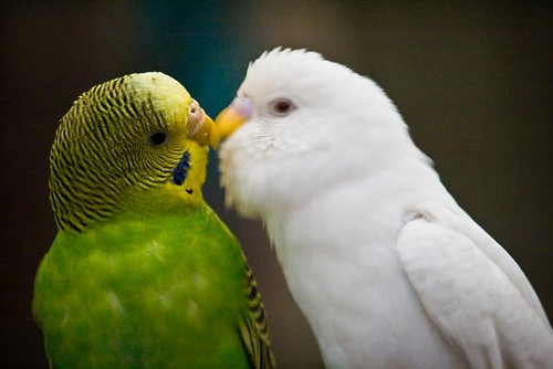love-birds.jpg