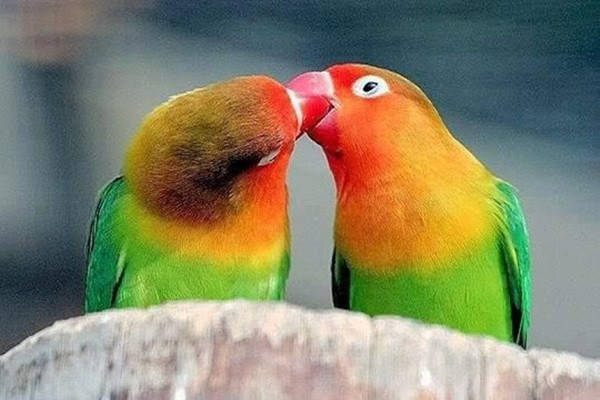 12-Fun-Facts-about-Love-Birds-feature-image.jpg