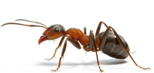 النمل في المنام
