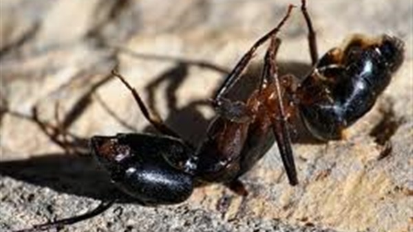 النمل الميت