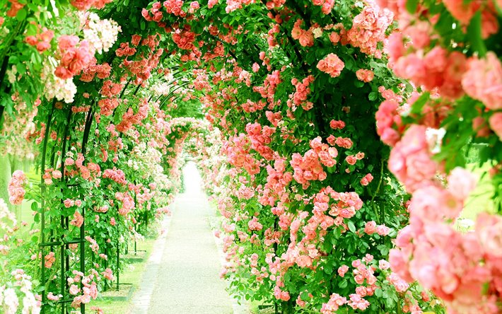 pink-roses-alley-tunnel-of-roses-beautiful-flowers.jpg