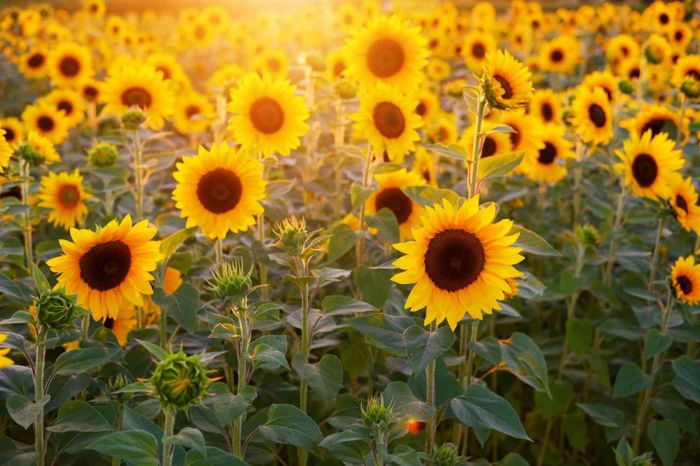 Sun-Flower-scaled.jpg
