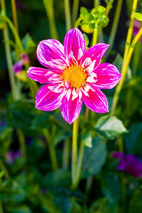 dahlia-1508785047.jpg