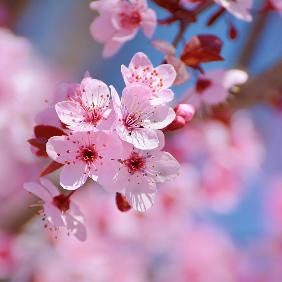 k-spring-beautiful-flowers-guido-montanes-castillo.jpg