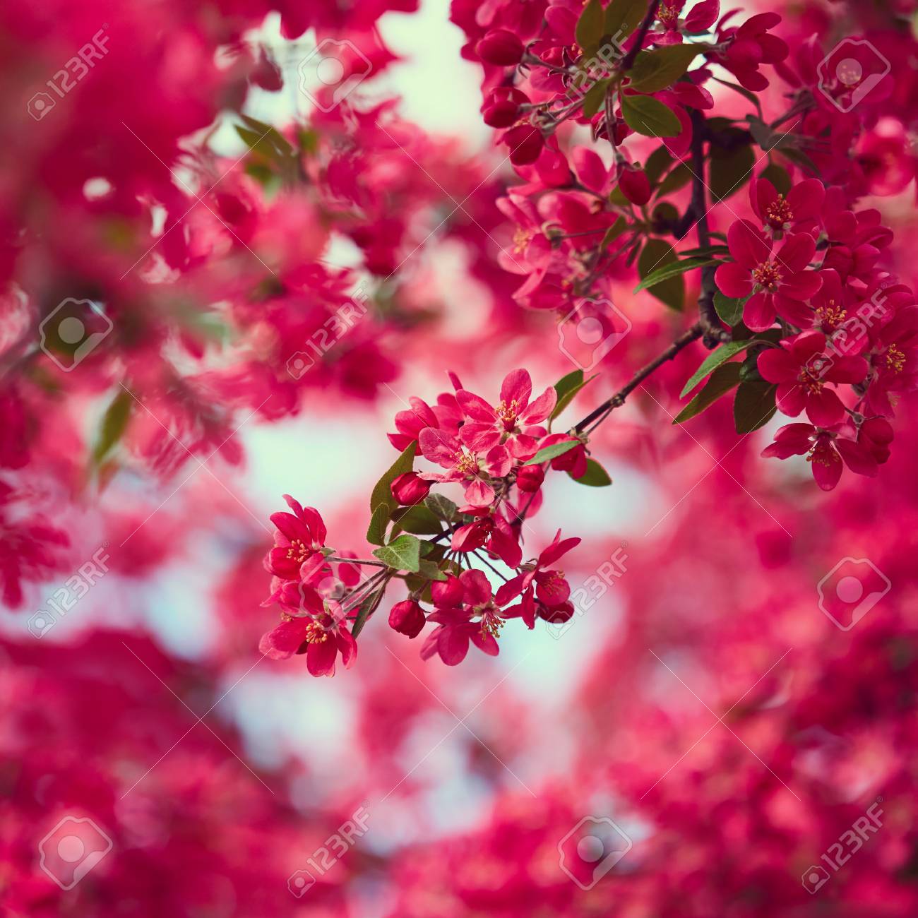 cherry-blossom-beautiful-flowers-nature-background.jpg
