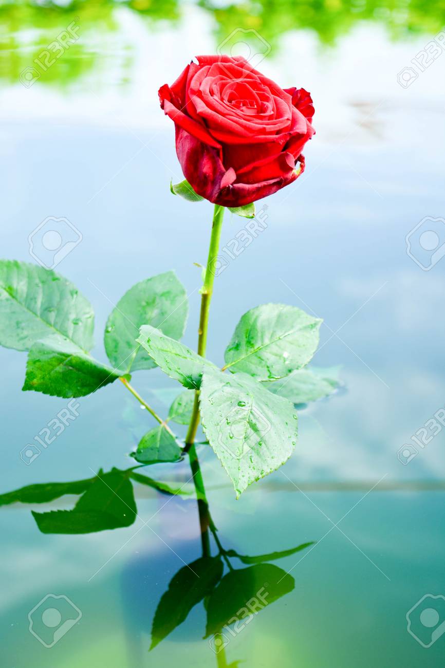 ural-background-red-roses-beautiful-flowers-leaves.jpg