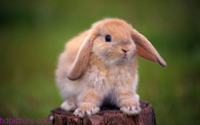 rabbit-pictures-23.jpg