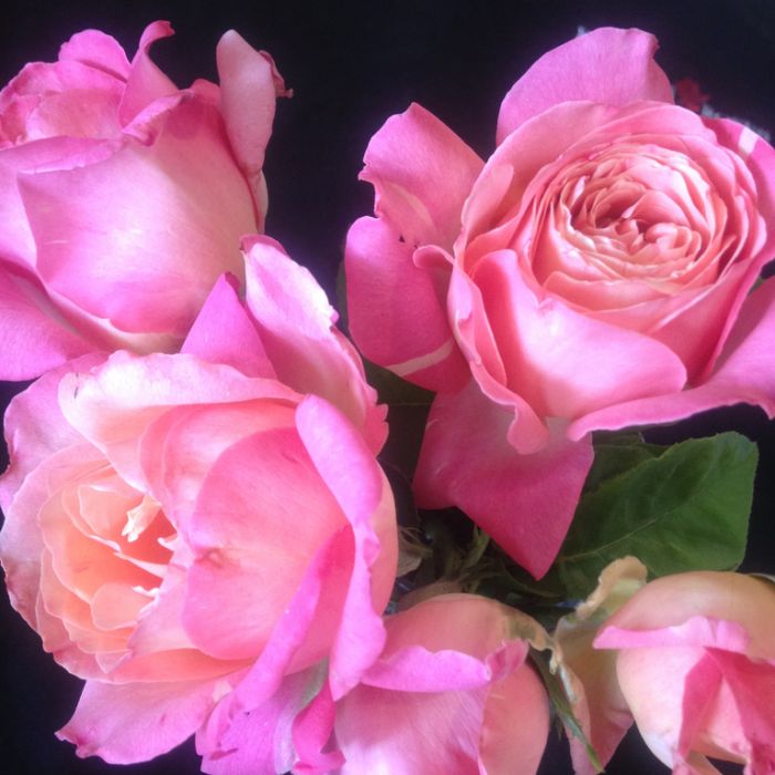 pink-peace-rose.jpg