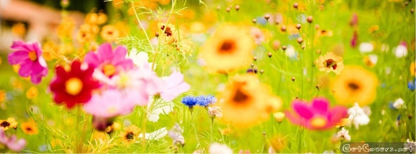 flower_garden1.jpg