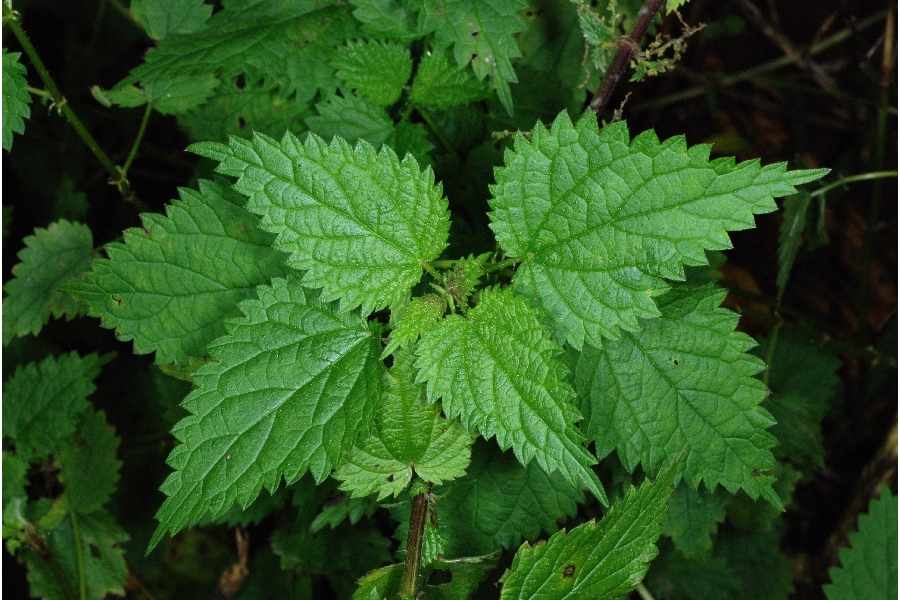 stinging-nettle-leaves.jpg