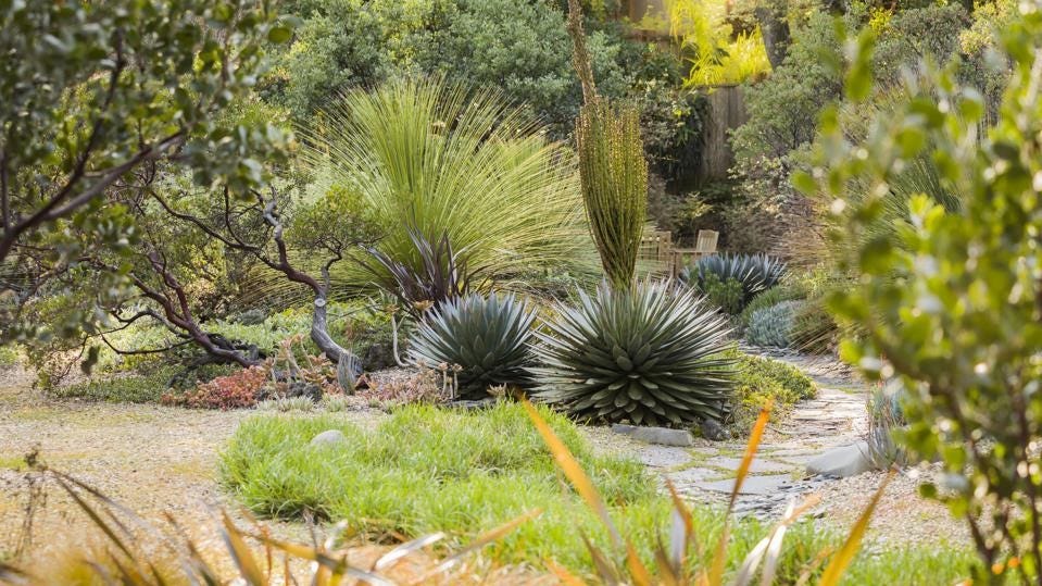 drought-resistant-garden-.jpg