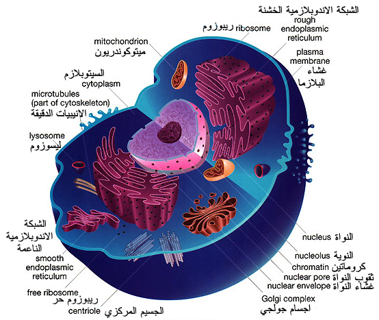 Animal_cell.jpg