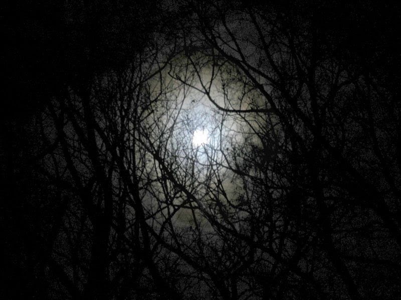 darkness-forest-night-image-31000.jpg