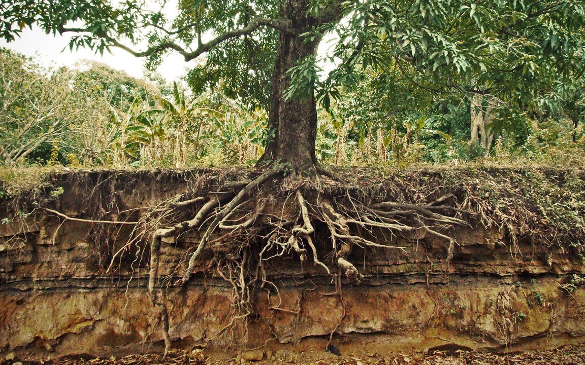 tree-roots-1152x720.jpg