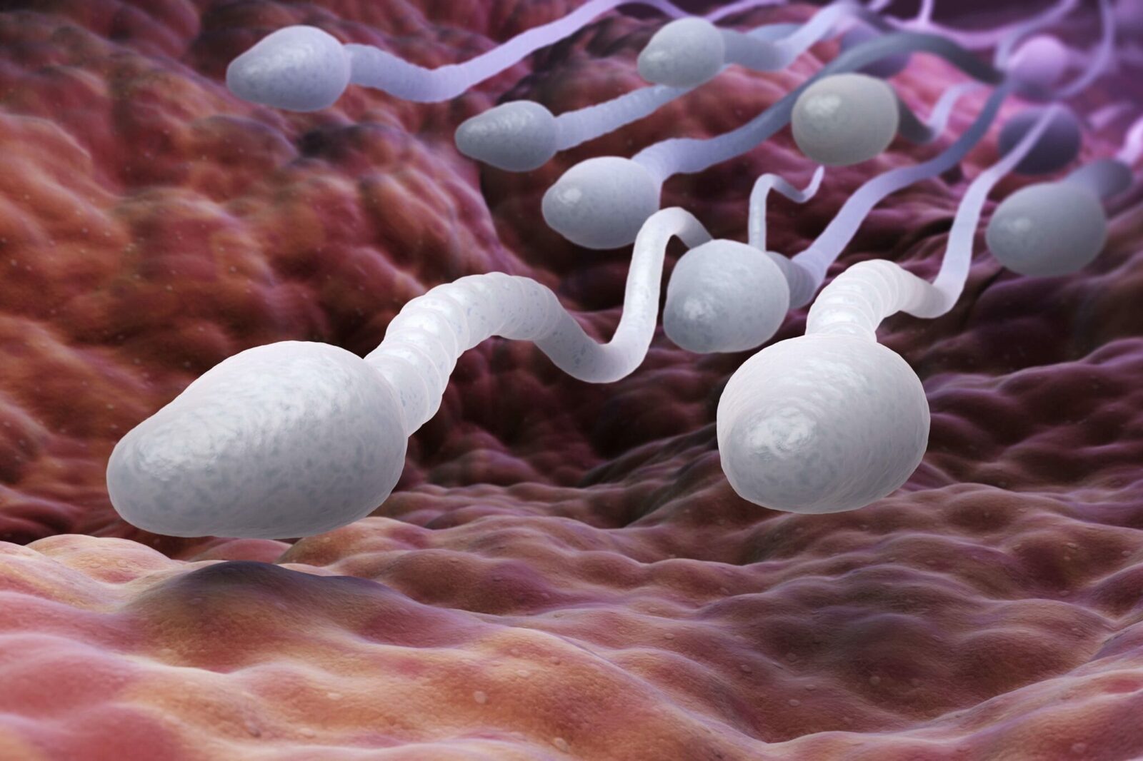 Sperm_cmp-scaled.jpg
