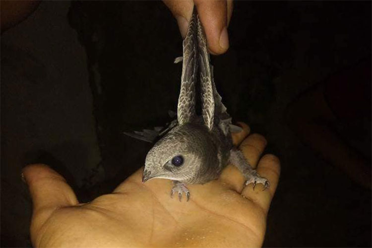  طير الابابيل