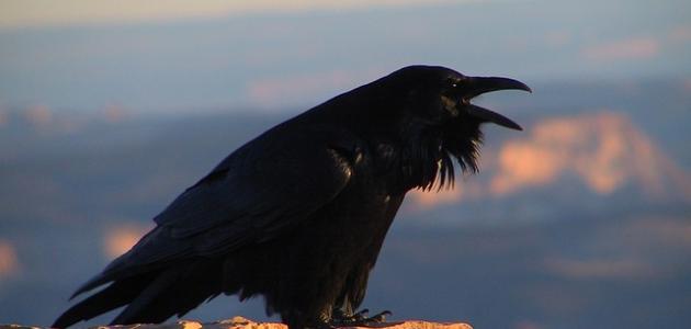 ماذا يسمى صوت الغراب