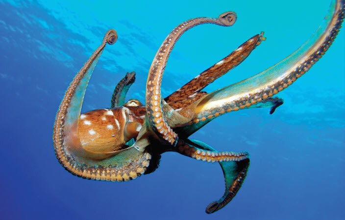 لافقاريات .