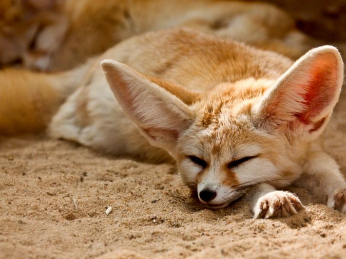 ما هو الحصيني