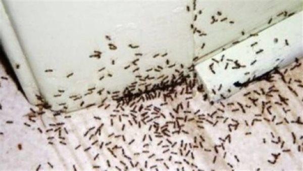  وجود النمل في البيت يدل على السحر