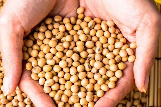 فول الصويا نوع نباتي ينتمي للفصيلة البقولية.