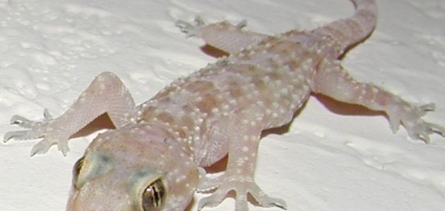 ما هو الوزغ