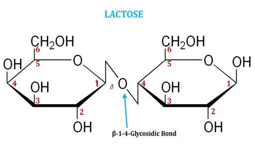 Lactose-Disaccharide-Structure.jpg