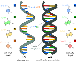 300px-Difference_DNA_RNA_AR.svg.png