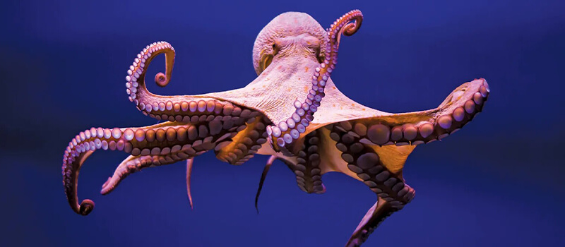 octopus-composition-diet-and-types.jpg