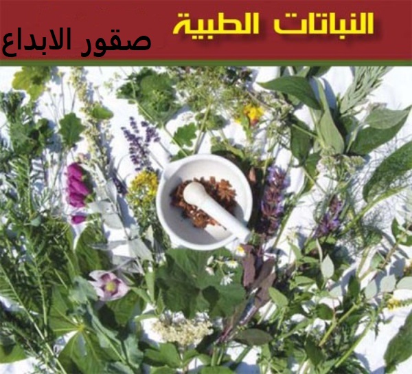 تراث النباتات الطبية.jpg