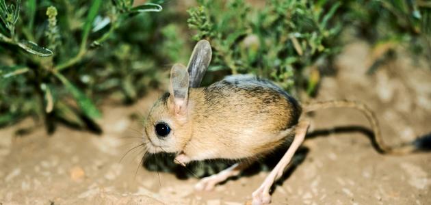 يربوع فائر جربوع