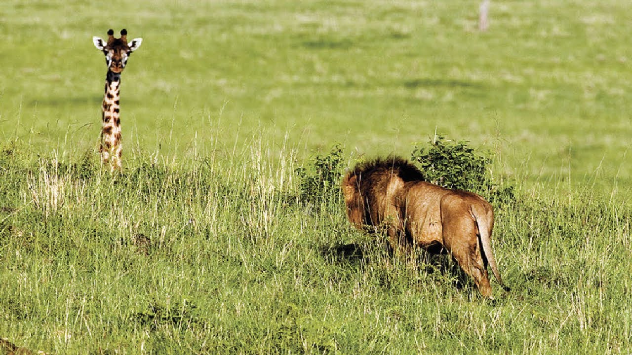 الغابة بالحلم